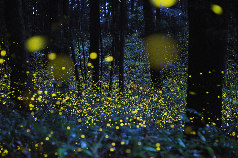 Illustration for article titled An incredible, time-lapse vision of fireflies in the wild
